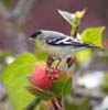 goldfinch_lesser_120226