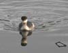 grebe_horned_061210