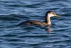 grebe_red_necked_091228a