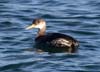 grebe_red_necked_091228b