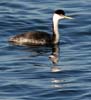 grebe_western_061123