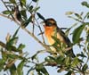 grosbeak_black_headed_0335