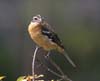 grosbeak_black_headed_0336