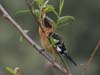 grosbeak_black_headed_0337