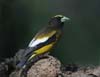 grosbeak_evening_080620