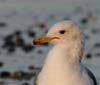 gull_california_080309