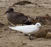 gull_ivory_101107b