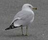 gull_ringbill_060305