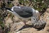 gull_western_060708a