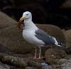 gull_western_crab_101121a