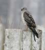 harrier_northern_061126b