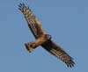 harrier_northern_071122a