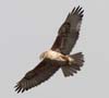 hawk_ferruginous_111106m