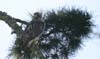 hawk_red_tail_060108b