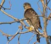 hawk_sharp_shinned_080105