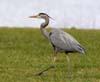 heron_blue_060313