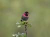 hummer_annas_060429