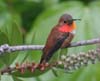 hummer_rufous_070421a