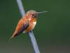 hummer_rufous_110402