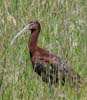 ibis_white_faced_060701