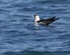 jaeger_pomarine_070924