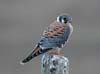 kestrel_060813c