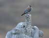 kestrel_060813s