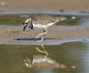 killdeer_060806a