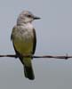 kingbird_western_060506