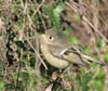 kinglet_ruby_crowned_00015