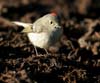 kinglet_ruby_crowned_00016