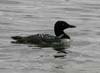 loon_common_080720