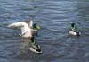 mallards_040124