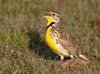 meadowlark_western_110116