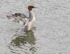 merganser_common_060730