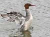 merganser_common_060730b