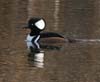 merganser_hooded_061210a