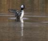 merganser_hooded_061210b