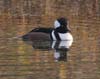 merganser_hooded_061210c