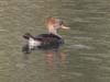 merganser_hooded_f_0600069