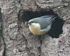 nuthatch_pygmy_070908a