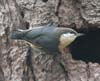 nuthatch_pygmy_070908b