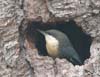 nuthatch_pygmy_070908c