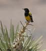 oriole_scotts_070512