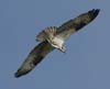 osprey_060514