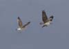 osprey_gull_101107