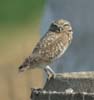 owl_burrowing_050306