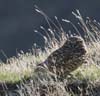 owl_burrowing_070107