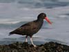 oyster_catcher_black_00278