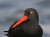 oyster_catcher_black_00279